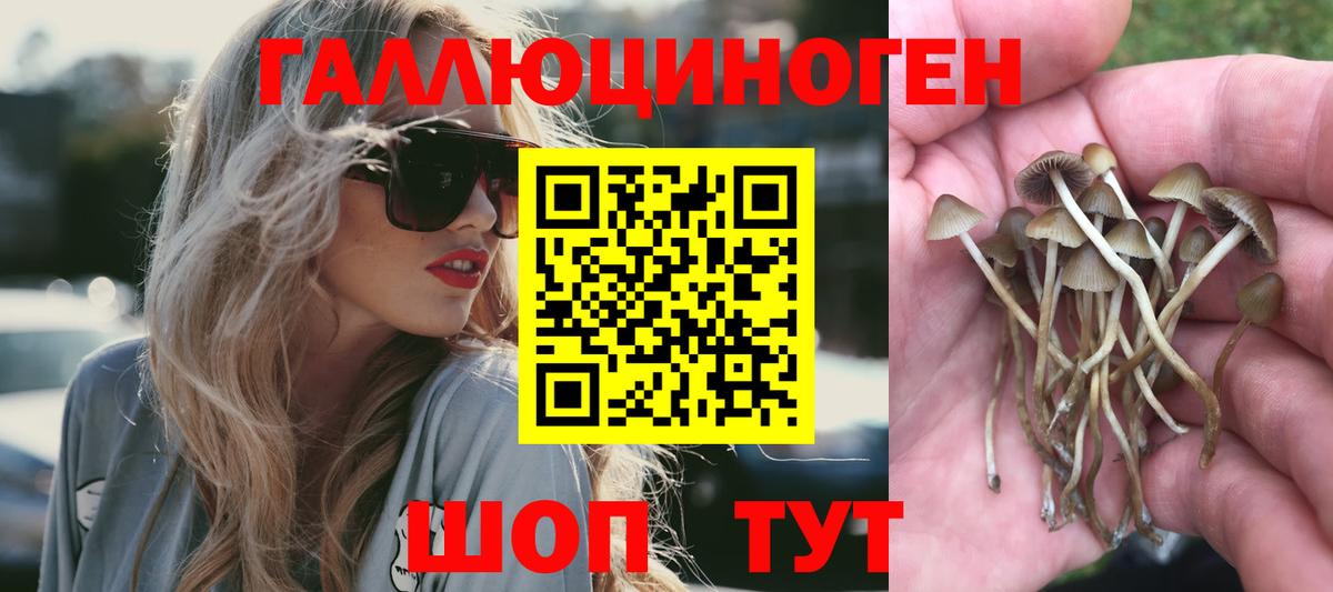 Псилоцибиновые грибы Psilocybine cubensis  Вход с VPN  Малоярославец 
